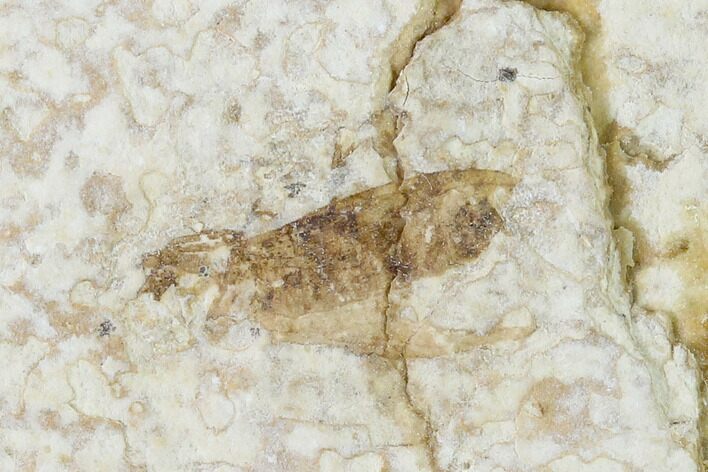 Bargain, Fossil March Fly (Plecia) - Green River Formation #138492